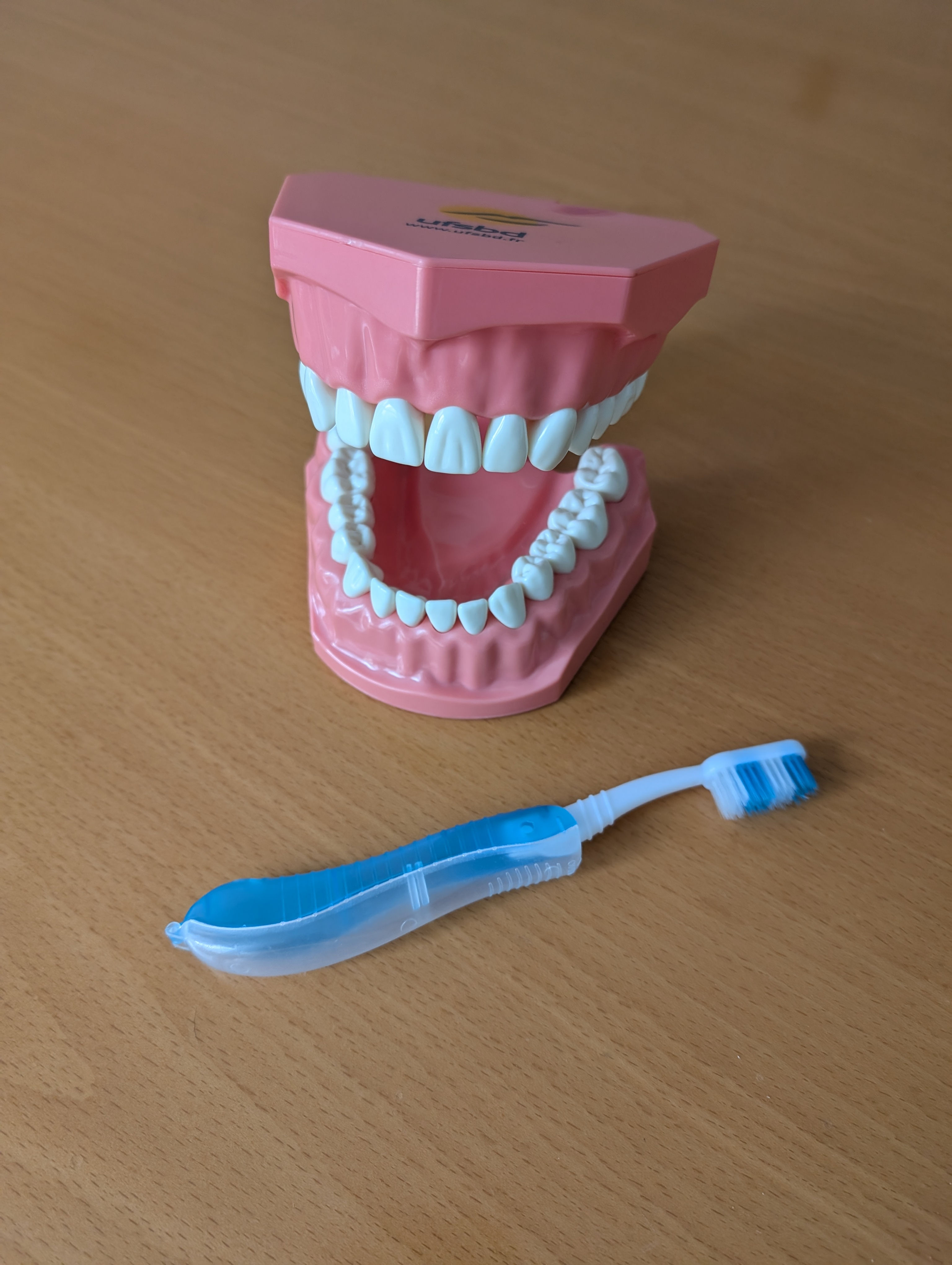Mâchoire de démonstration avec sa brosse à dents