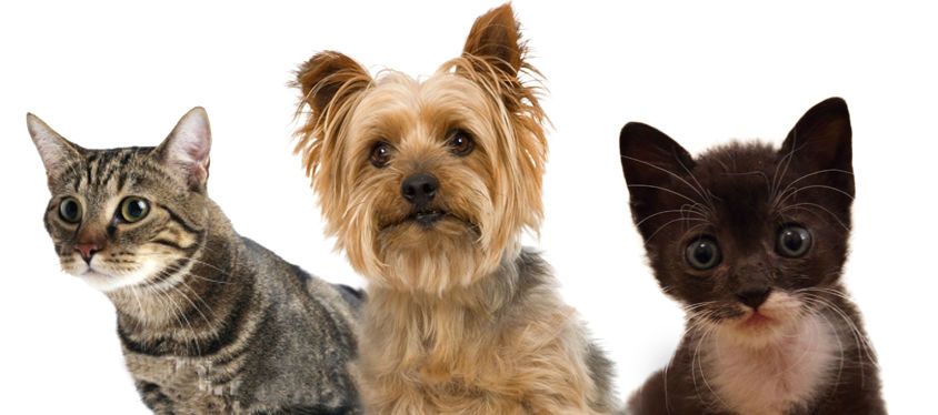 Miniature : 1ère Consultation NaturÔ Ani Maux