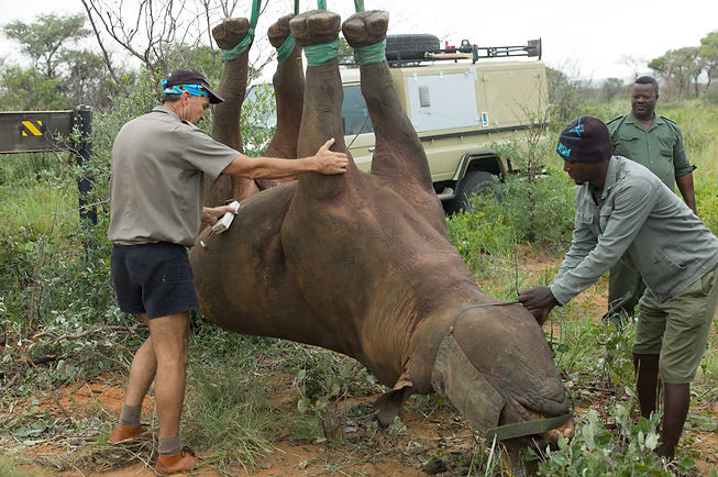 Waterburg Rhino Hanging Study.jpg