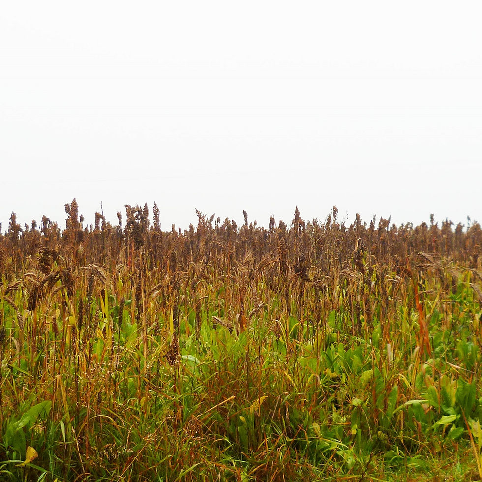 Border Delight Seed Mix (20kg per acre)