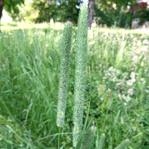 Organic Timothy Grass Seed (Phleum Pratense) (Cat'stail) (Acre Pack