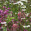 Thumbnail: P3 Calcareous Soils Wildflower Seed Mix 100%