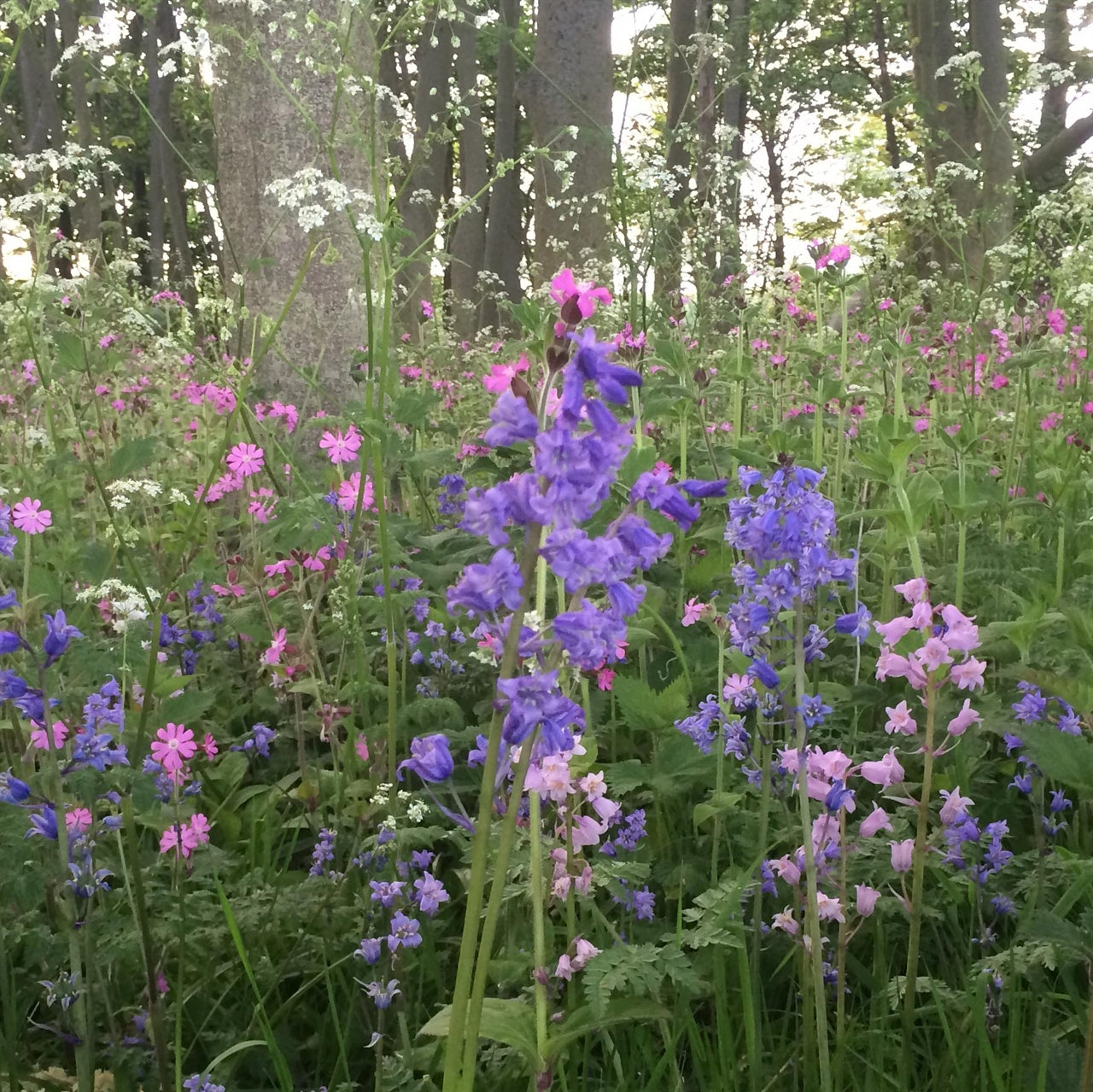 P5 Woodland Heavy Shade Wildflower Seed Mix 100