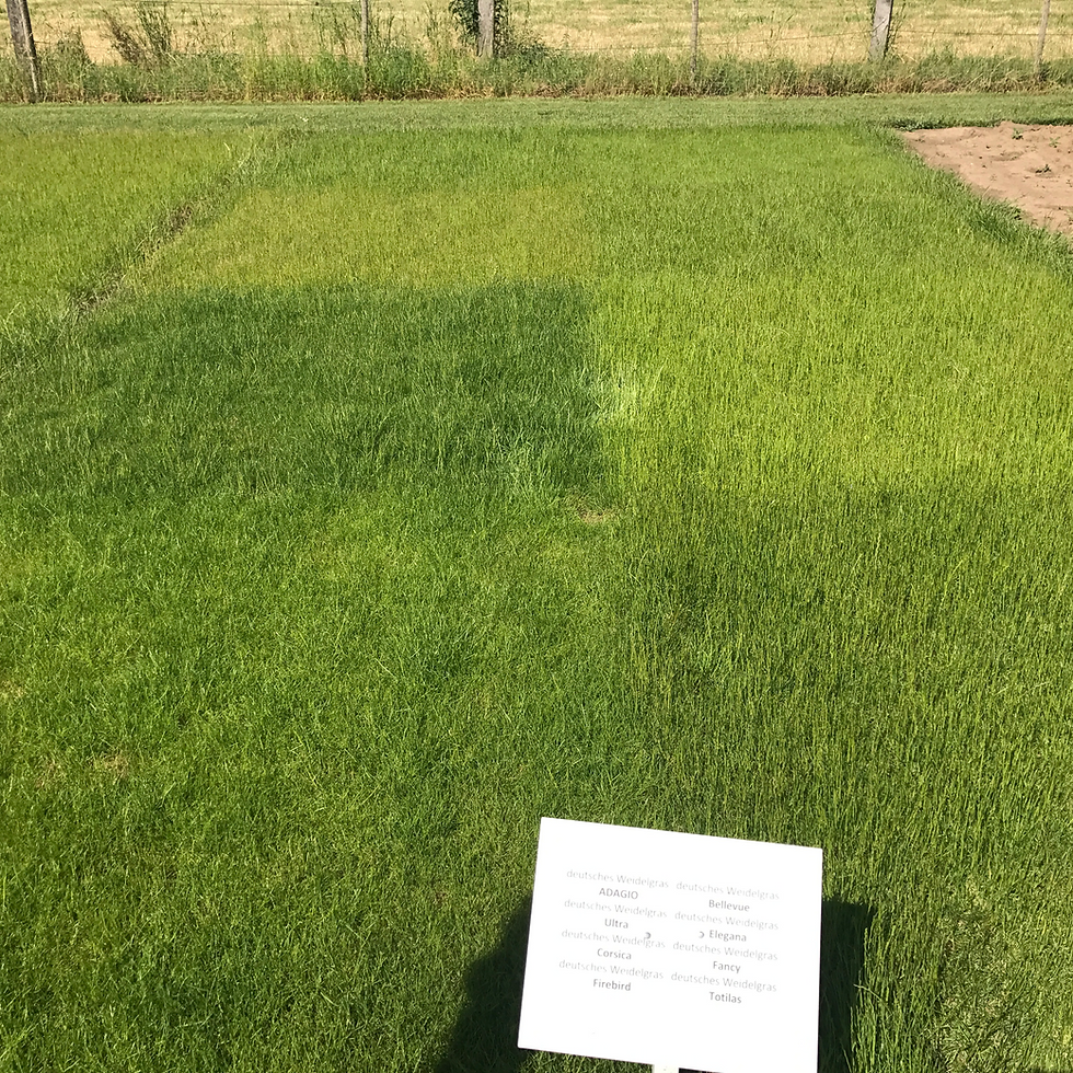 Dwarf Perennial Ryegrass Grass Seed (Lolium Perenne)