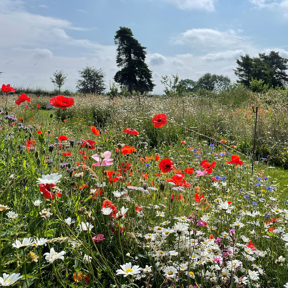 Thumbnail: HC1 Etna Wildflower Seed Mix 100%