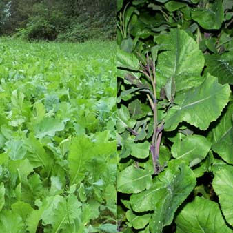 Kale Feeder Seed Mix (Kale / Carbon) (3kg per acre)