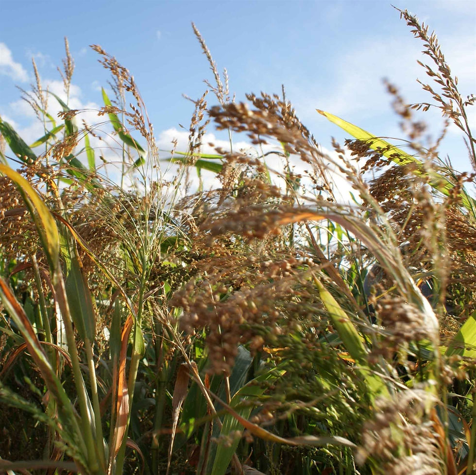 Cover & Feed Seed Mixtures