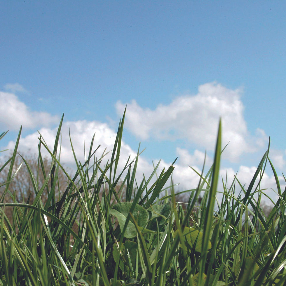 20kg - HL.8 DOT Department of Transport Grass Seed Mix