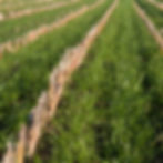 CIPM3 HM.41 Maize Undersowing Grass Seed (Acre Pack) (IPM3)