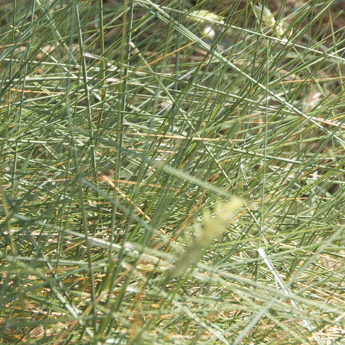 Hard Fescue Grass Seed (Festuca Trachyphylla) Hurrells Seeds