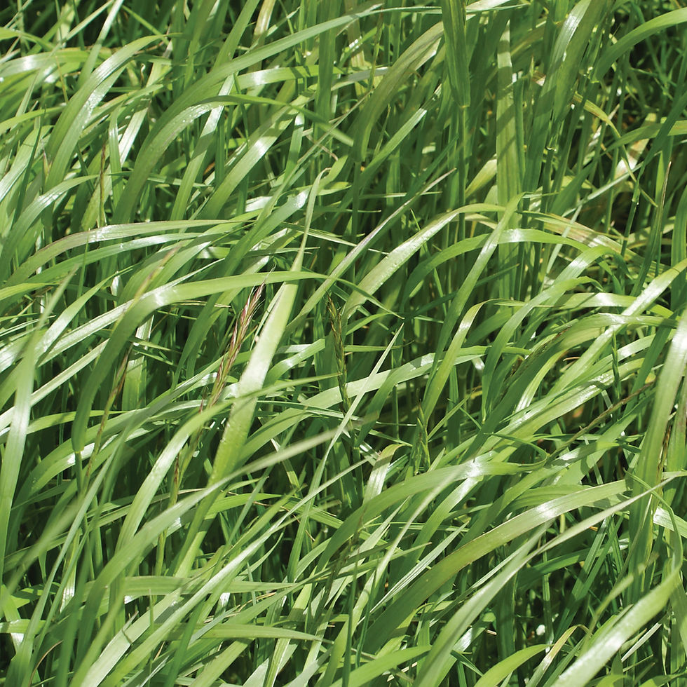 Thumbnail: HM.27 Festulolium Clamp Buster Grass Seed Mix (Acre Pack)