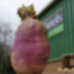 Frisia Stubble Turnip Seed (2kg per acre)