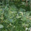 Thumbnail: Organic Forage Supreme Grass Seed Mix (Acre Pack)