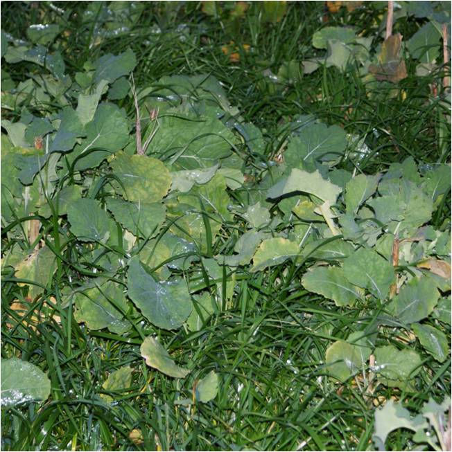 Organic Forage Supreme Grass Seed Mix (Acre Pack)