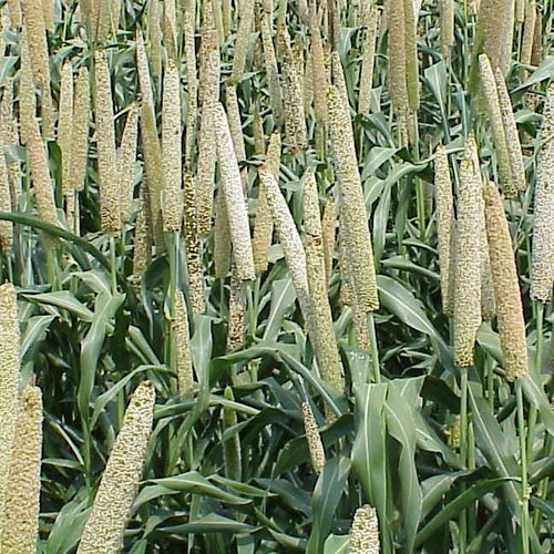 Pearl Millet Seed (5kg per acre)