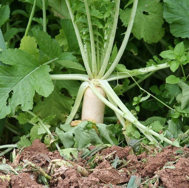 Radish Seed