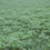 Thumbnail: CSAM2 Eco Cover Crop Seed (Acre Pack) (SAM2)