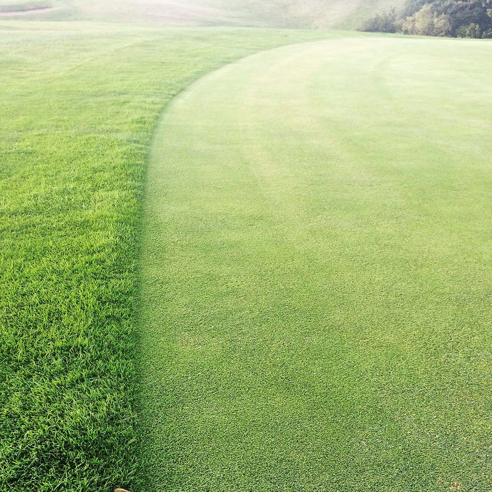 Golf Greens Grass Seed Hurrells Seeds