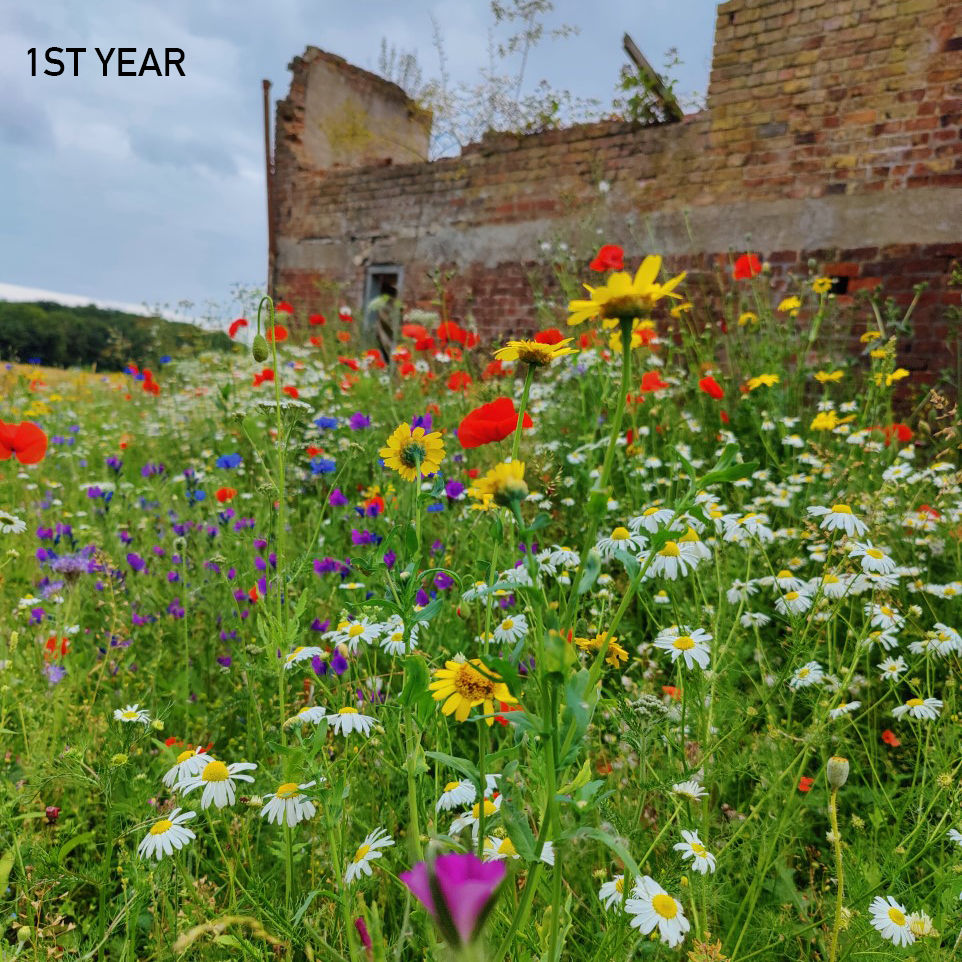 Thumbnail: AP1 Premium Wildflower & Grass Seed Mix 80:20