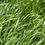 Thumbnail: Organic Festulolium Grass Seed (Hybrid) (Acre Pack)