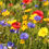 Thumbnail: AC1 Cornfield Annual Wildflower Seed Mix 100%