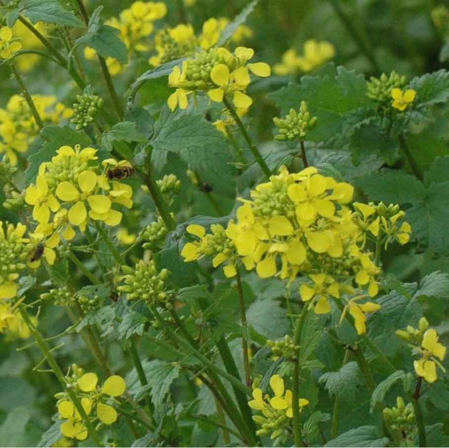 Agricultural Green Manure// White Mustard Seed 1kg 250g 500g