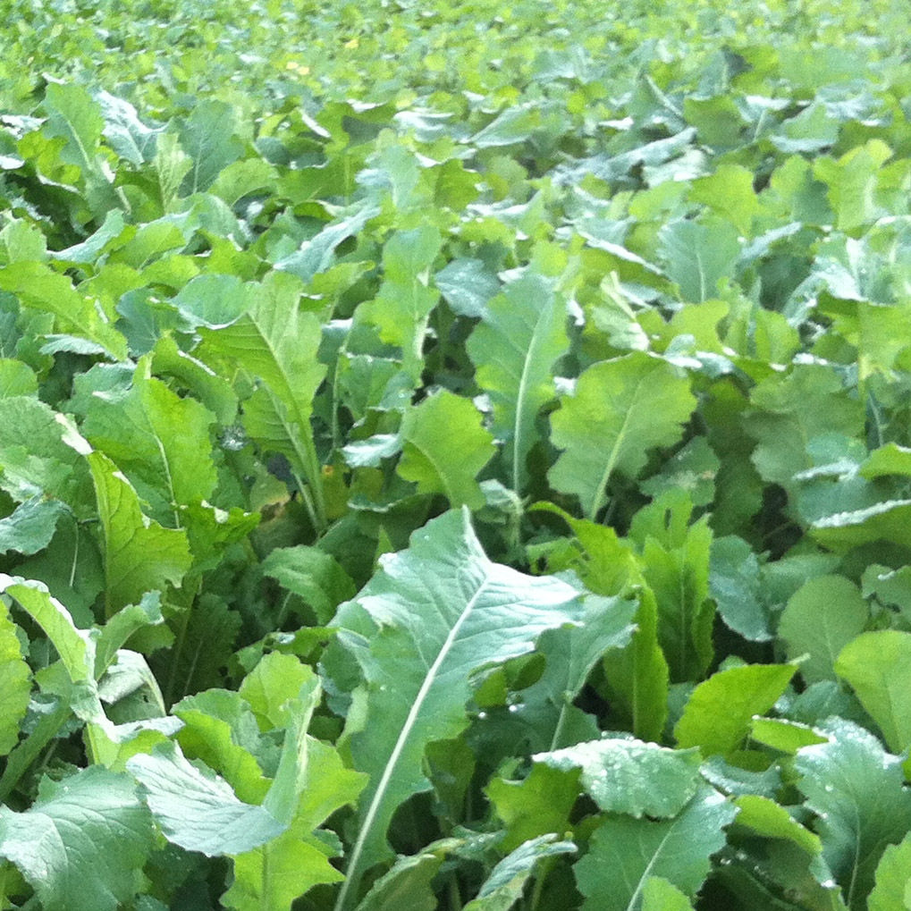 Flying Start Seed Mix (4kg per acre)