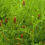 Thumbnail: HM.9 Forage Express Grass Seed Mix (Acre Pack) (1-2 Years Cutting)