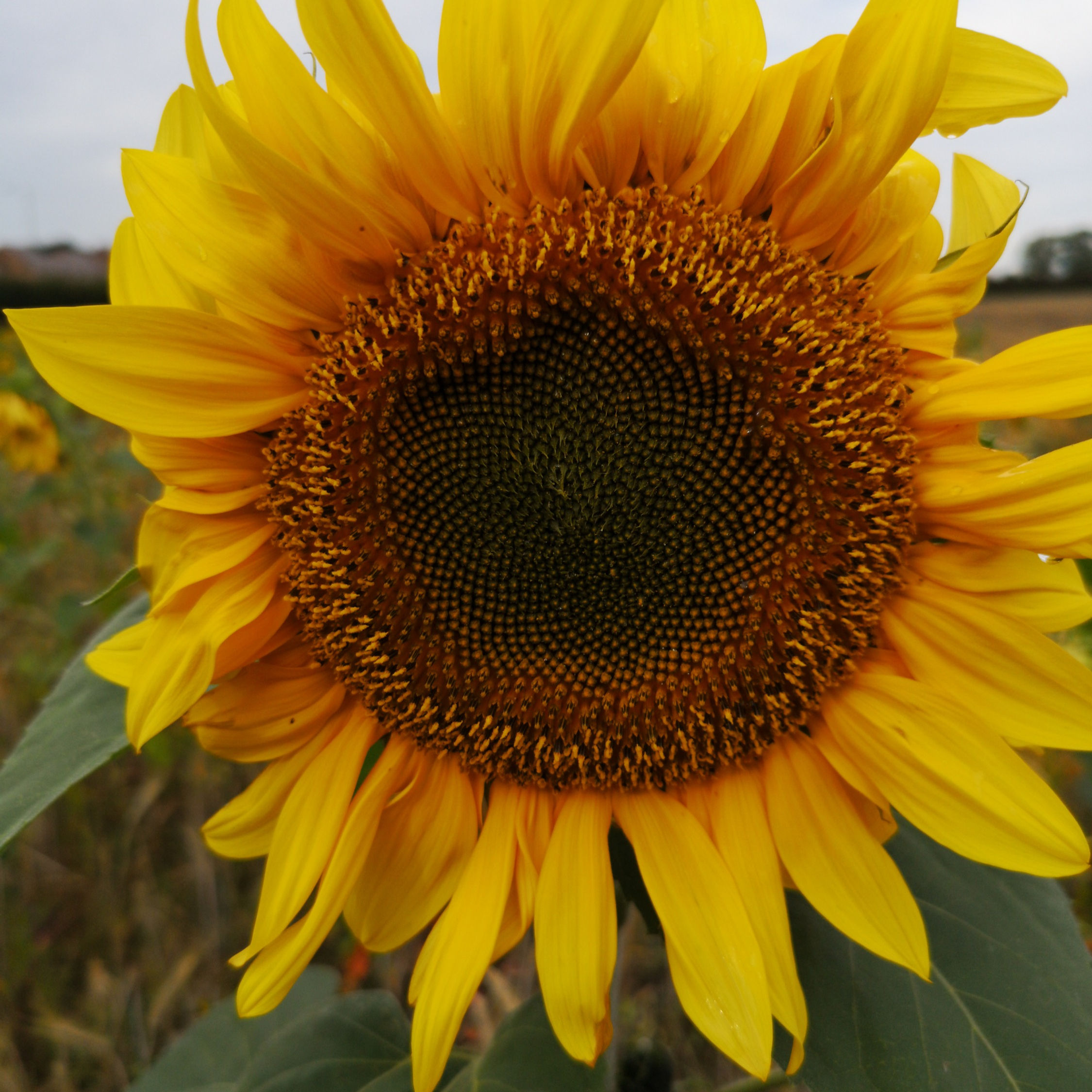 Giant Striped Sunflower Seed (5kg per acre)