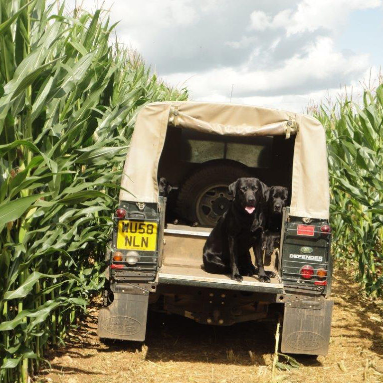 Game Cover Crop Seed Hurrells Seeds