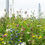 Thumbnail: AP3 Colour Bright Wildflower Seed Mix 100%