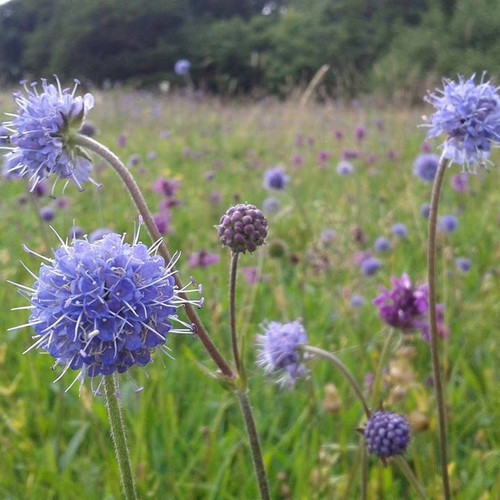 P1 Acid Soils Wildflower Seed Mix 100