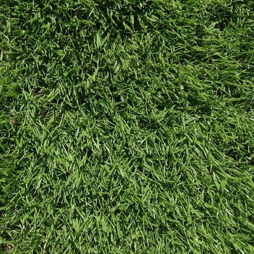 20kg HPG CSI Turf Perennial Greens (+ Creeping Rye) Grass Seed Mix