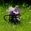 Thumbnail: P8 Flowering Lawn Wildflower Seed Mix 100%