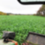 Akela Forage Rape Seed (3kg per acre) (AB13) (SW5)