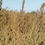 Thumbnail: Red Millet Seed (5kg per acre)