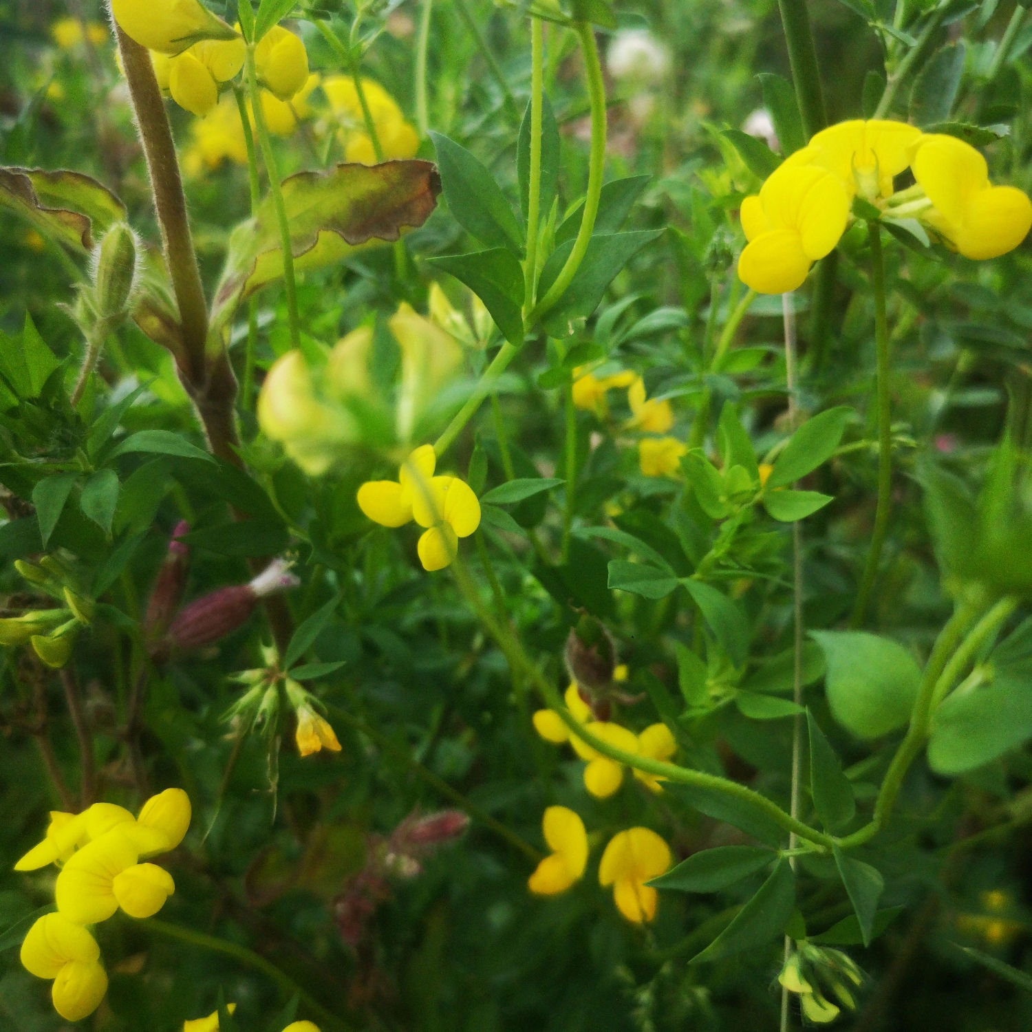 Birdsfoot Trefoil Seed (Agri) (Lotus Corniculatus) (3kg per acre)