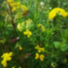 Birdsfoot Trefoil Seed (Agri) (Lotus Corniculatus) (3kg per acre)