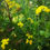 Thumbnail: Birdsfoot Trefoil Seed (Agri) (Lotus Corniculatus) (3kg per acre)