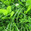 Thumbnail: HM.30 Pastoral Chicory Seed Mix (Acre Pack) (4 Years Grazing)