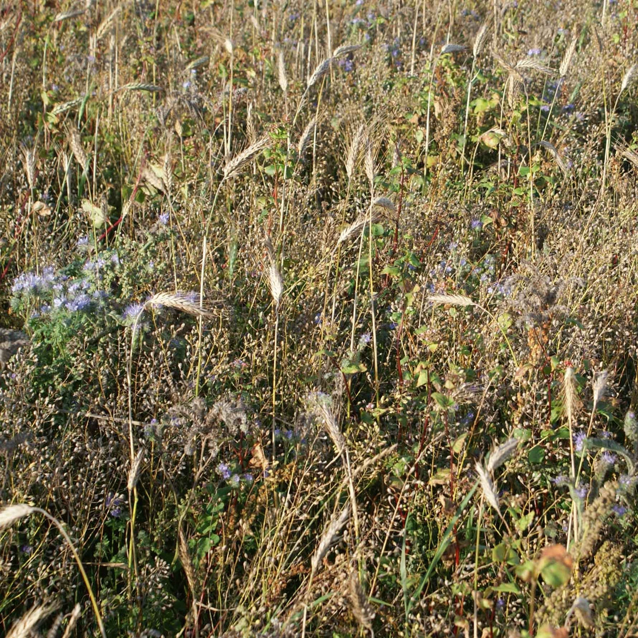 Partridge Cover Seed Mix (20kg per acre)