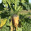Thumbnail: Robbos Fodder Beet Seed (Acre Pack) (19.9% DM)