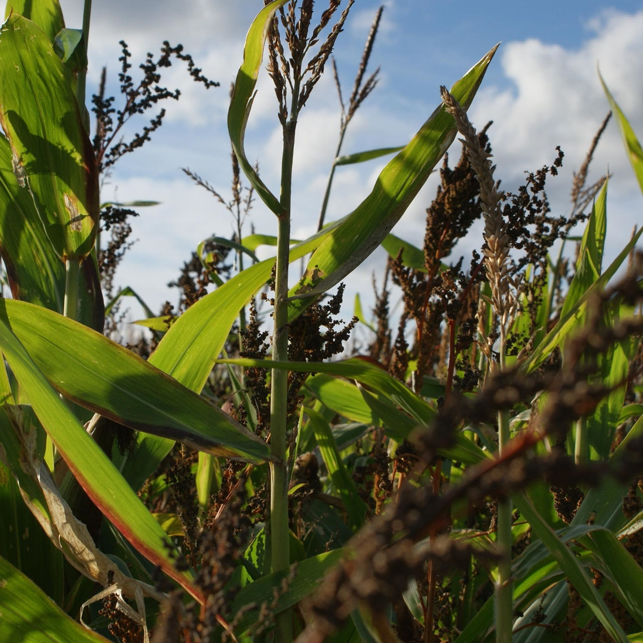 Eclipse Seed Mix (12kg per acre)