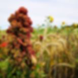 Countryside Stewardship Seed