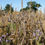 Thumbnail: Both Barrels Seed Mix (3kg per acre)