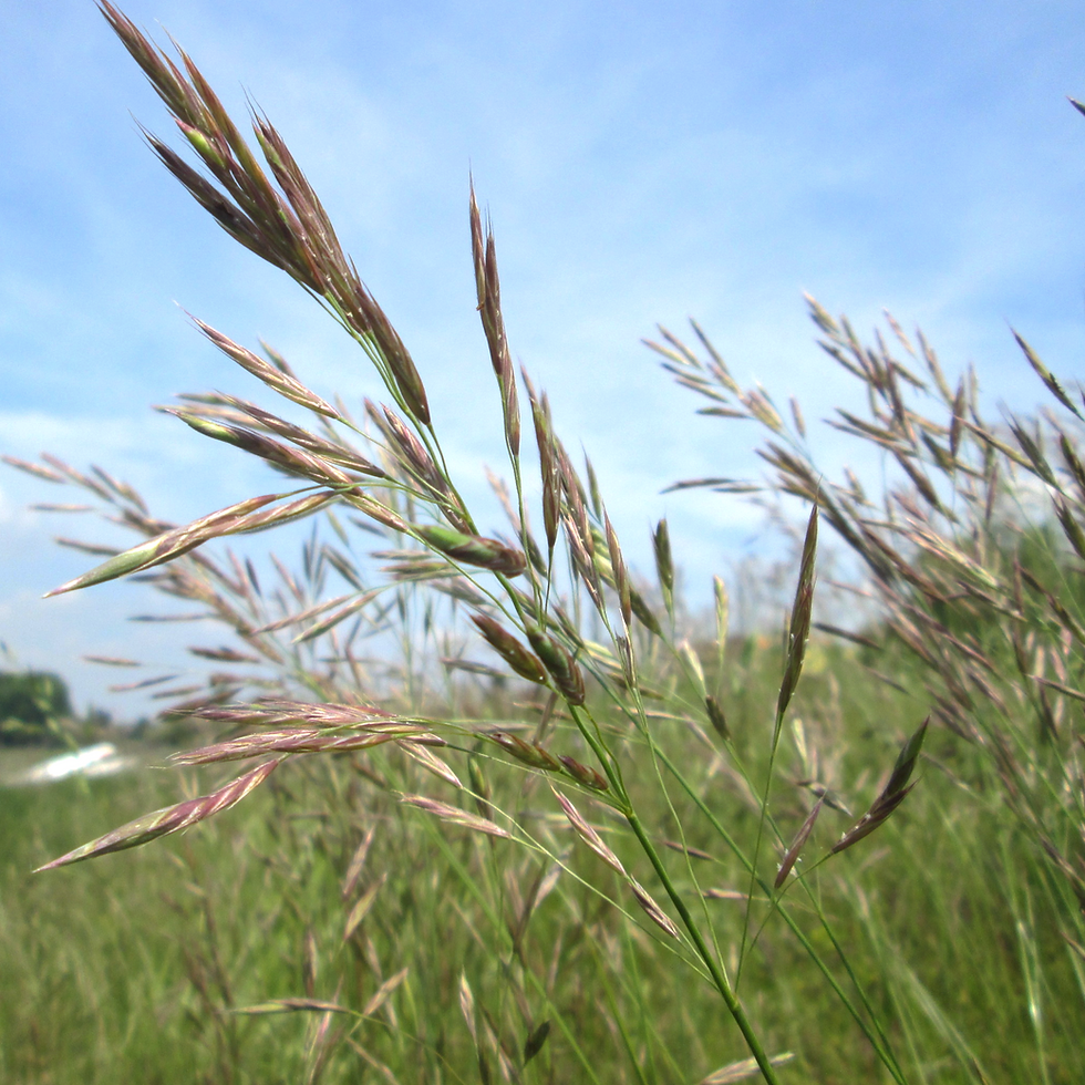 Upright Brome Grass Seed (Bromus Erectus)
