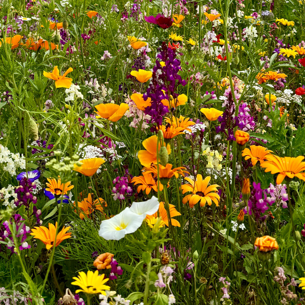 HC4 DWARF MEADOW WILDFLOWER SEED