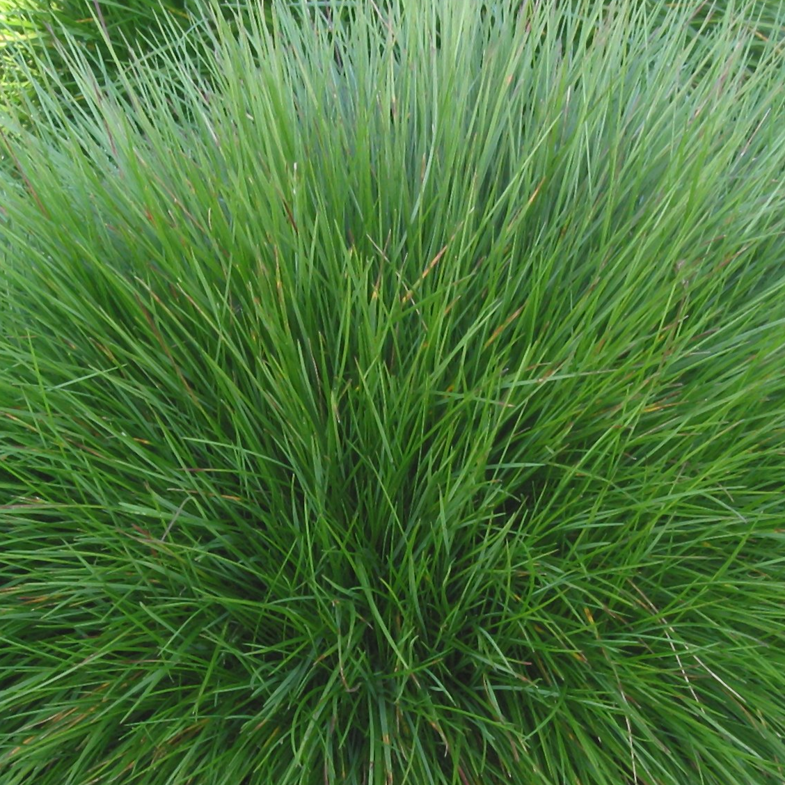 Chewings Fescue Grass Seed (Festuca Rubra Commutata)