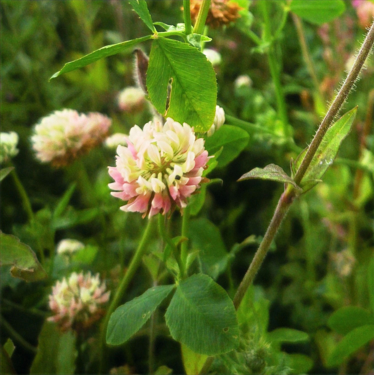 Alsike Clover Seed (3kg per acre)