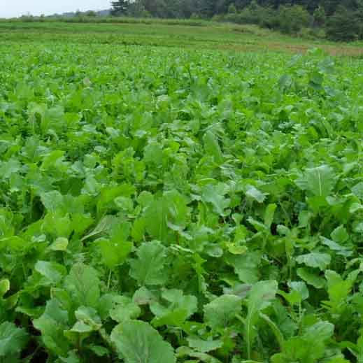 Thumbnail: Rebound Rape / Kale Hybrid Seed (3kg per acre)